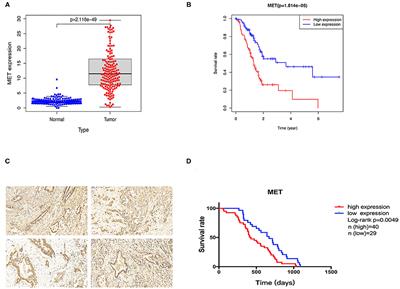 A Novel c-MET-Targeting Antibody-Drug Conjugate for Pancreatic Cancer